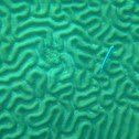 Brain coral