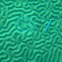 Brain coral