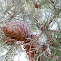 Turkish Pine