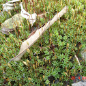 Moss