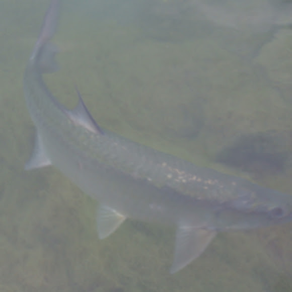 Spotting Image 1