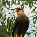 Caracara