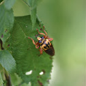 Robber fly