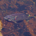 Pumpkinseed