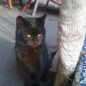 Feral Cat