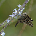 long-tailed skipper