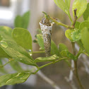 Bagworm