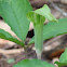 Jack-in-the-pulpit