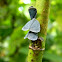 Ricaniid planthopper