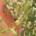 Purple-rumped Sunbird