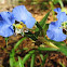 Erect Dayflower