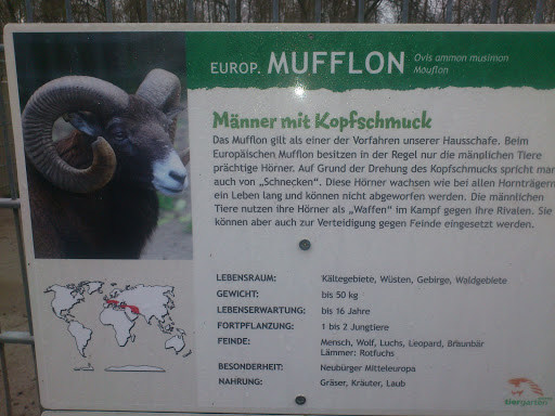 Das Mufflon
