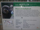 Das Mufflon