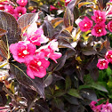 Weigelia