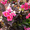 Weigelia
