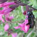 Southern Carpenter Bee