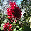 Brazilian Red Cloak