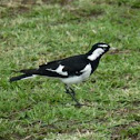 Australian Magpie Lark (peewee)
