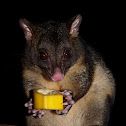 Common Brushtail Possum