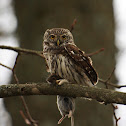 Eurasian Pygmy Owl