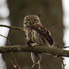 Eurasian Pygmy Owl