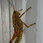 Eastern Lubber Grasshopper