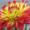 Dahlia
