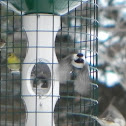 Black-capped Chickadee