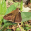 Clouded Skipper