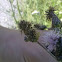 crab spider