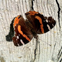 Red Admiral