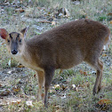 Muntjac Deer