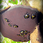 Fungus Beetle