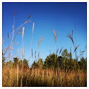 Big Bluestem