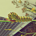 Old World Swallowtail