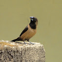 Black-throated Munia