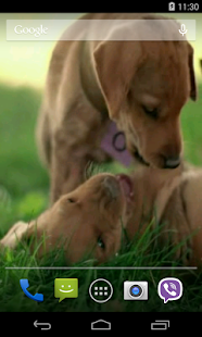 How to install Cute Puppy Video LWP patch 1.0 apk for android