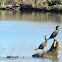 Double-crested Cormorant