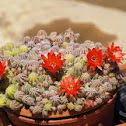 Peanut Cactus