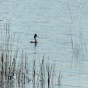 Great Crested Grebe