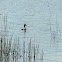 Great Crested Grebe