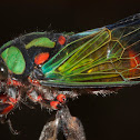 Neon cicada
