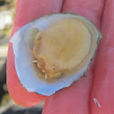 Slipper Shell