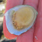Slipper Shell