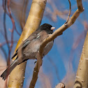Dark-eyed Junco