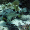 Smooth trunkfish