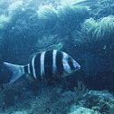 Zebra seabream