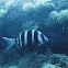 Zebra seabream