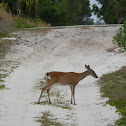 White-tailed Deer