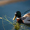 Mallard (Male)